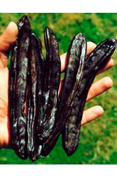 Whole raw Carob Pods