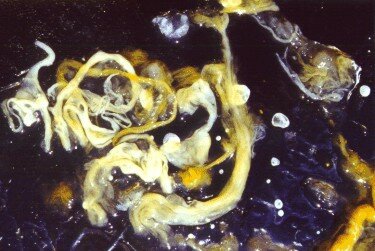 Intestinal parasite formula